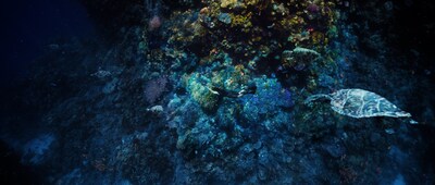 Saudi's Red Sea is home to 1,200 species of fish plus rare marine life and one of the world's very few thriving coral reefs